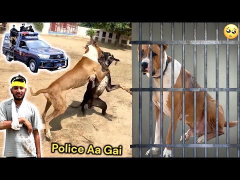 BULLY DOG BADSHAH KY PHADDY PY POLICE👮‍♀️ AA GAI 😱