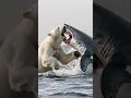 Seacreatures Attack Shorts Fishing Seacreatures Shark Fish Sharks