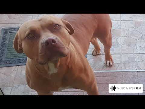 El psyko beatz g-funk hip hop Instrumental not for free download !!