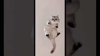 Download lagu Bangun!π½#lucu #vivavideo #anak kucing mp3 Download lagu Bangun!π½#lucu #vivavideo #anak kucing mp3