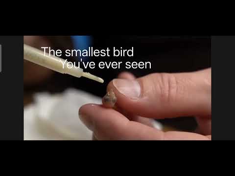 The smallest bird you've ever seen # shorts # bird 🐦🕊️