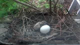 Mourning Dove Outside Mothers window2.m2ts