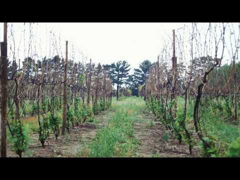 Principles of Grapevine Training - Grape Video #6