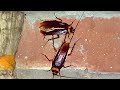 Cockroach Arsola Telapoka