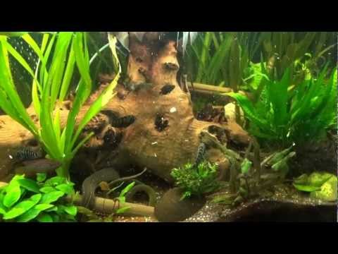 comment installer aquarium eau douce