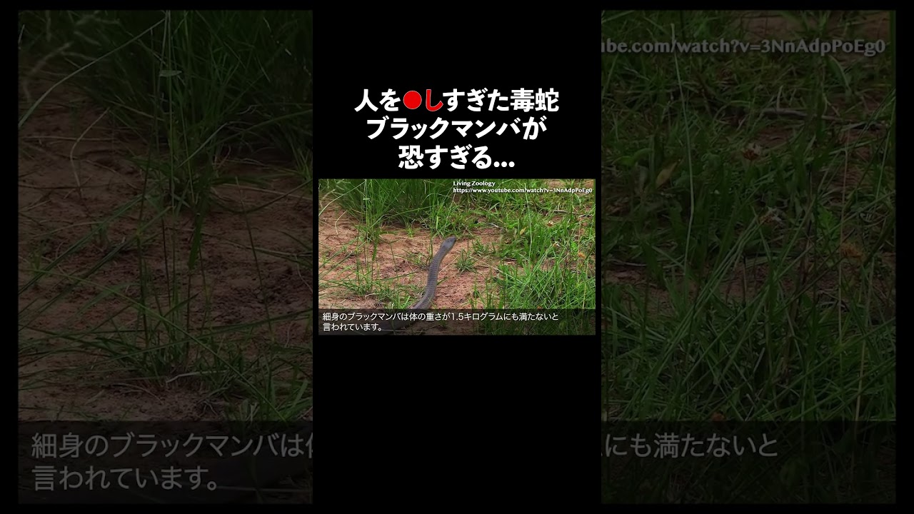 ブラックマンバ #蛇 #生態解説 #雑学