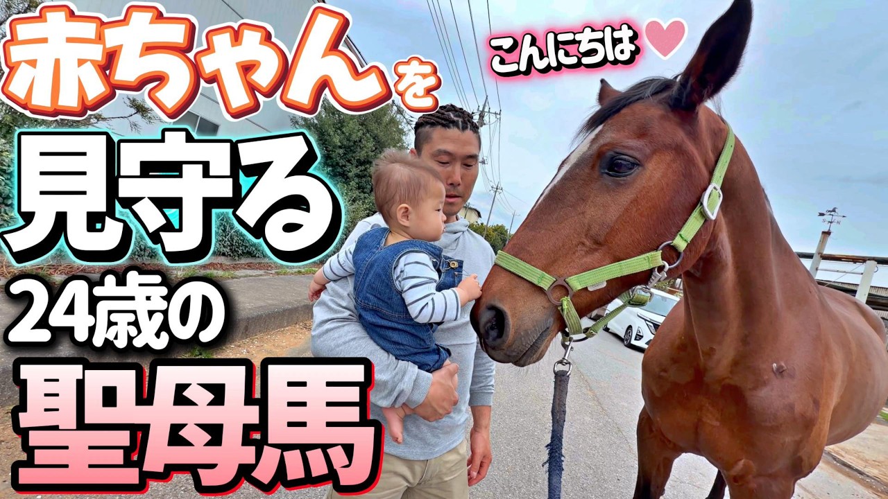 お散歩に行く途中で赤ちゃんを見つけた時の優しい馬の対応が可愛すぎました…。【ツルマルボーイ様のシモベ】