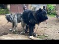 Performing A Successful Dog Mating Detailed Video Dog Petsrule Pet Animals