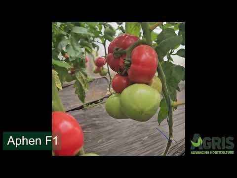 Aphen F1 - Cultura de tomate roz în Matca, jud. Galați, fermier Stan Costel