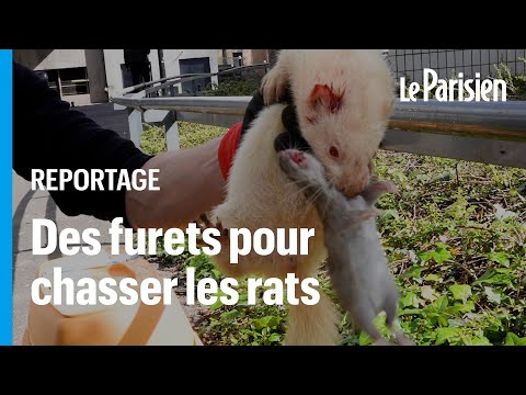 Évry-Courcouronnes hunts rats with ferrets
