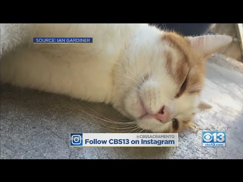 Beware Of Bobo The Cat