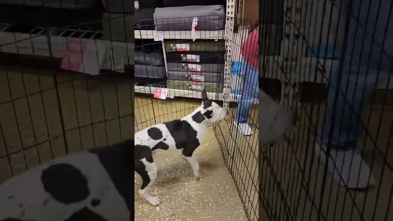 Enlarge Jimmy John, a Adoptable mixed breed in Rothesay , NB video 6/6