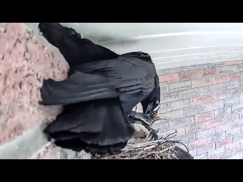 Crow Attacked Robins Nest and took two chicks. The other two left the nest to save themselves :(