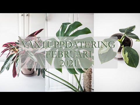 , title : 'VÄXTUPPDATERING Februari 2021'