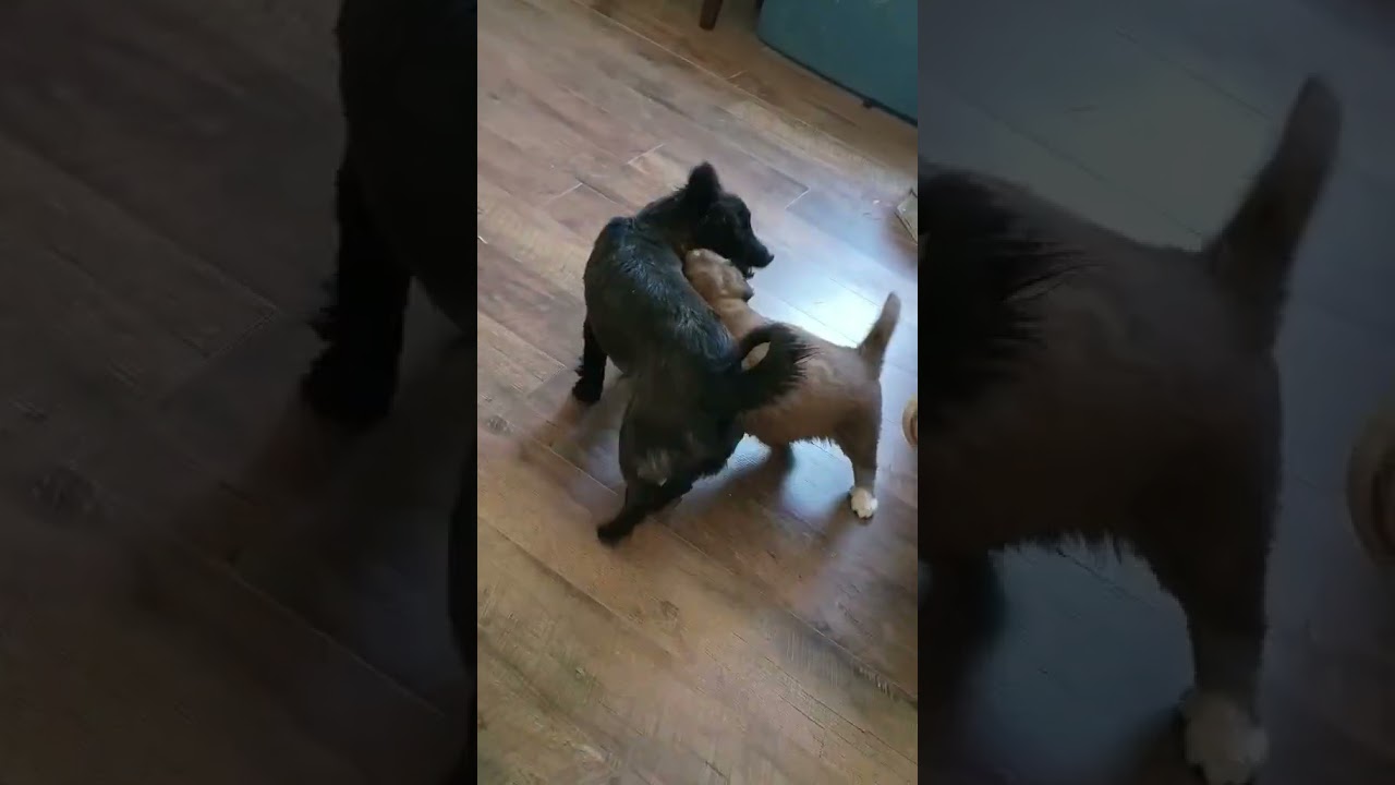 Jack Jack, a Adoptable mixed breed in Evergreen, CO video 6/6