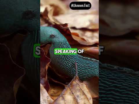 Elysia chlorotica: The secrets of its photosynthesis