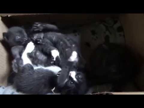 3 Week Old Kittens A Bundle Of Playful Fun
