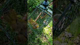 Download lagu Denak merbah lekir pasir mas tapau #wings mp3 Download lagu Denak merbah lekir pasir mas tapau #wings mp3