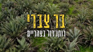 רוקנ'רול בצהריים