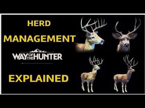 HERD MANAGEMENT GUIDE,HOW CULLING WORKS ,WHAT to Shoot Way of the hunter Tutorial