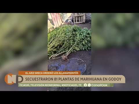 Secuestraron 81 plantas de marihuana en Godoy