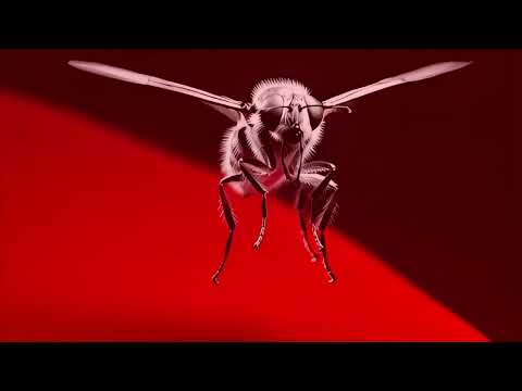 Symphony Of Flies - Massive Ego (short album Trailer)