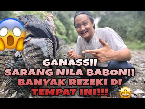 part-1-ganazz-mancing-di-sarang-nila-babon-strike-terus