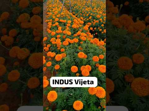 Indus Vijeta Marigold #marigold #shortvideo #farming
