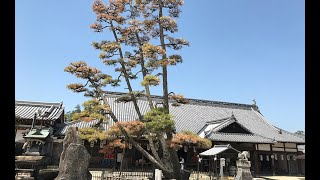 [宮島・大願寺の九本松]五本松になっても松くい虫の被害が深刻化