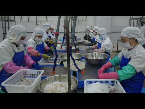 How loligo squid process in factory - Longhai Oriland Seafood Co., Ltd