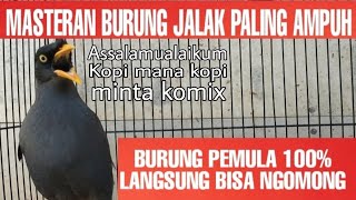 Download lagu BURUNG JALAK KEBO BISA NGOMONG,COCOK SEKALI UNTUK MASTERAN.BURUNG PEMULA 100% LANGSUNG NGOMONG mp3