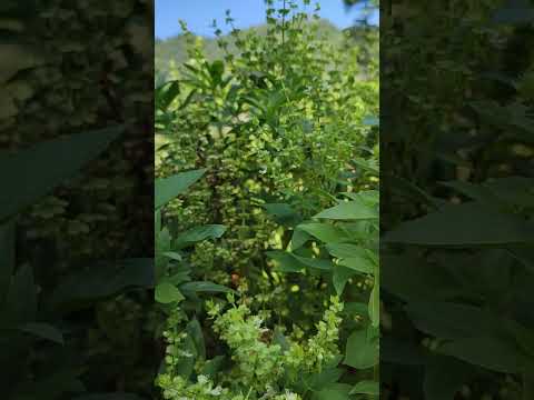 Daun Kemangi Bisa bikin Kamu Lebih Bahagia #tips #kemangi