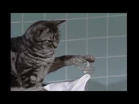 Toonces the Cat Revenge   Saturday Night Live
