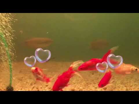 Lovely aquarium fish