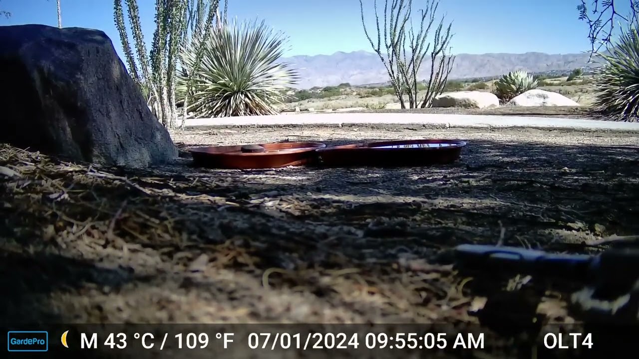 S2E6: Six Months Ago...bobcat kitten vs wildlife cameras(part 2)