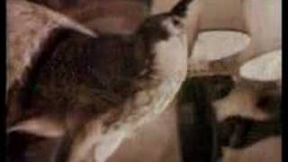 Videoklip: Genesis - No Son Of Mine s textom piesne Videoklip Genesis - No Son Of Mine s textom piesne