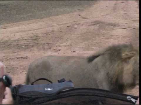 Waking up with Lions in Jackelberry