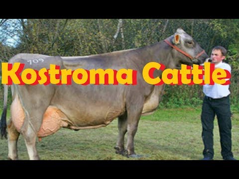 , title : 'Highest Milk Producing Cattle Breed | Kostroma Cattle | Blue Star |'