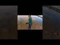 Video Thumbnail for River Fishing  #short #catchandrelease #riverfishing