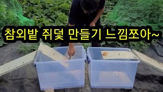 참외밭에 쥐덫만들어 참외 지키기~