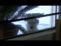Spy Dog