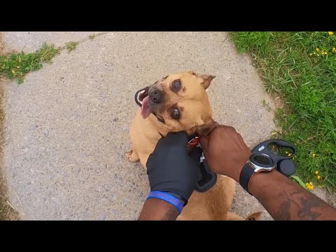 20210625 185845 The fastest dog alive; Chihuahua I mean Part 2