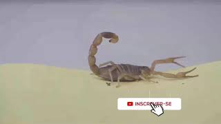 O que acontece quando um louva a deus encontra um escorpio