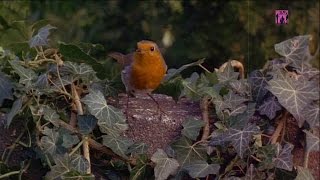 Lily &amp; Madeleine - &quot;In the Middle&quot; \\ Lyrics