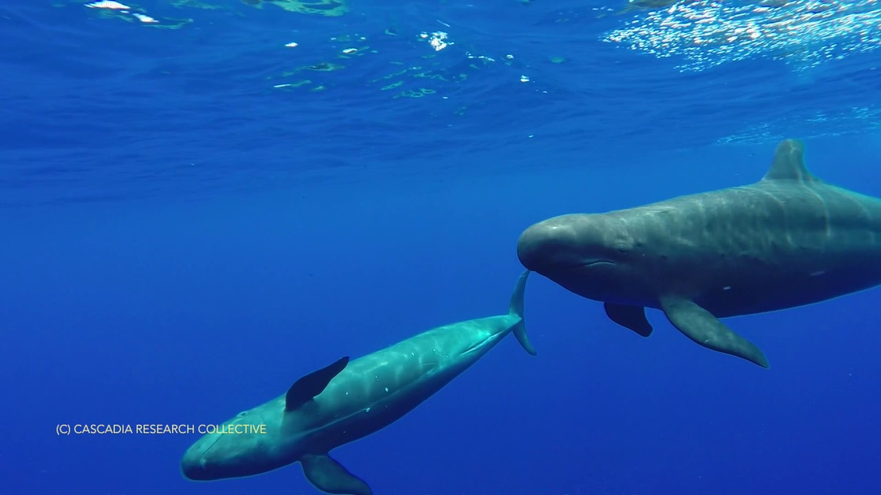 False killer whales bowriding off Lāna‘i