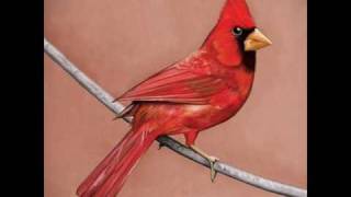 Alexisonfire - Emerald Street - Young Cardinals Old Crows