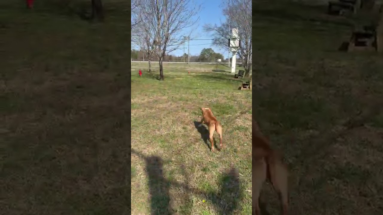 Enlarge Charity, a Adoptable Mixed Breed in Chattanooga, TN video 6/6