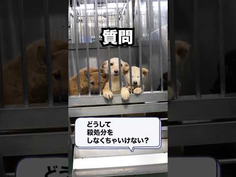 犬が鶏を攻撃するのを止めるにはどうすればよいですか？一緒に暮らすための重要なヒント  庭園