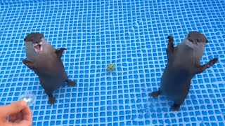 🦦🌊 新しいプールを見たカワウソたち、大興奮！まさかの大はしゃぎ！#カワウソ #動物 #かわいい動物 #癒し動画 #動物動画 #カワウソ動画 #癒し #YouTubeショート #Shorts