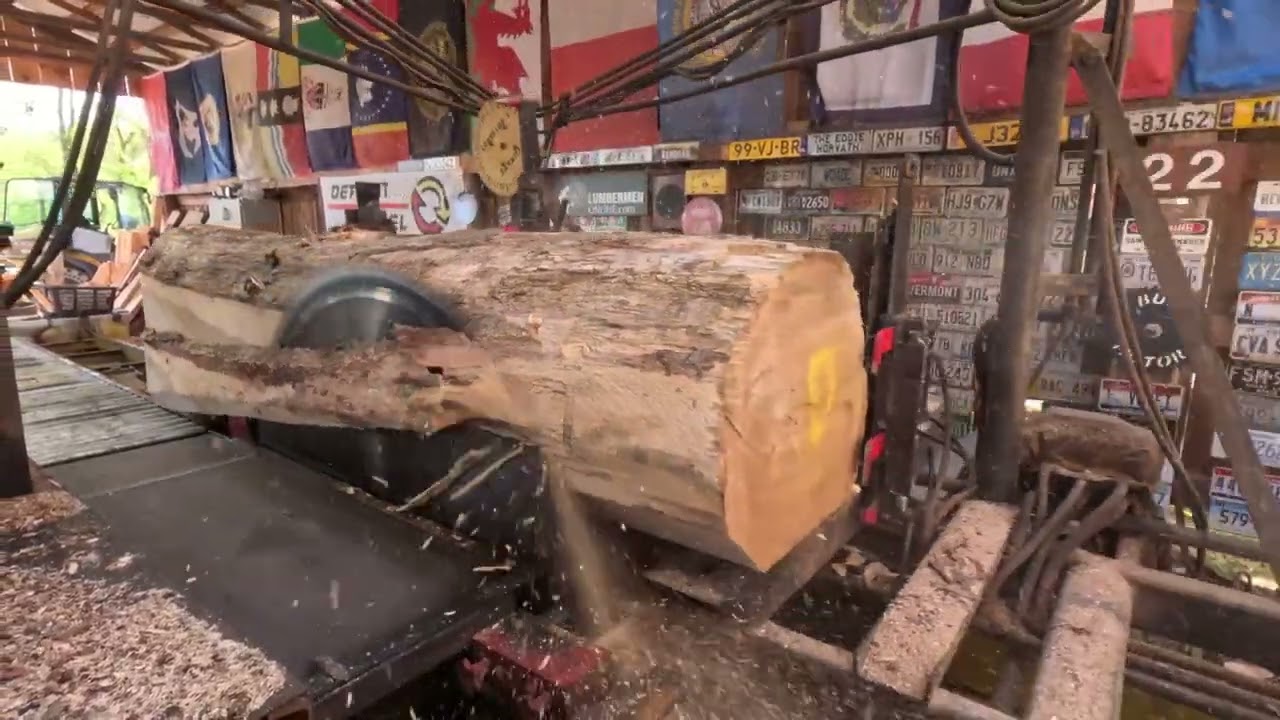 Sawing a big beautiful white oak log # 708